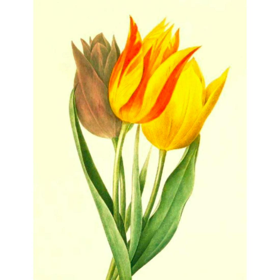 After Pierre-Jospeh Redoute, Floral Print, #141 Tulip: Modern print, after Pierre-Joseph Redoute ( French 1759-1840 ) Original Redoute stipple engravings with hand-coloring bring thousands of dollars per print. This modern re-print was created in the 1980