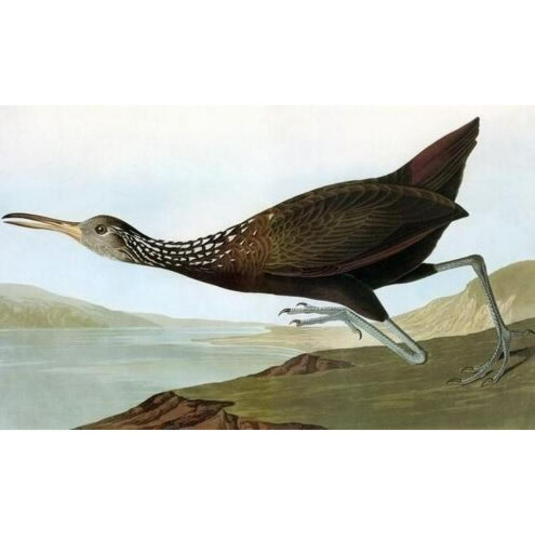 c1946 Audubon Print, #377 Limpkin: John James Audubon, book plate print, #377 Limpkin, taken from a 1946 edition of "The Birds Of America". 8 1/2" X 11 1/2". Comes with 11" X 14" mat.