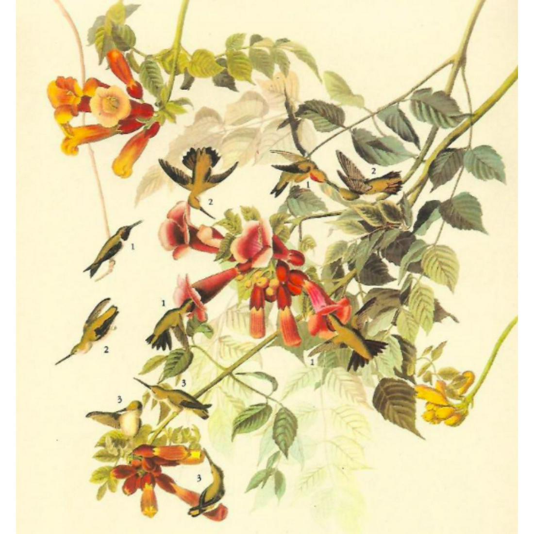 c1946 Audubon Print, #47 Ruby-Throated Hummingbird (1 of 2)