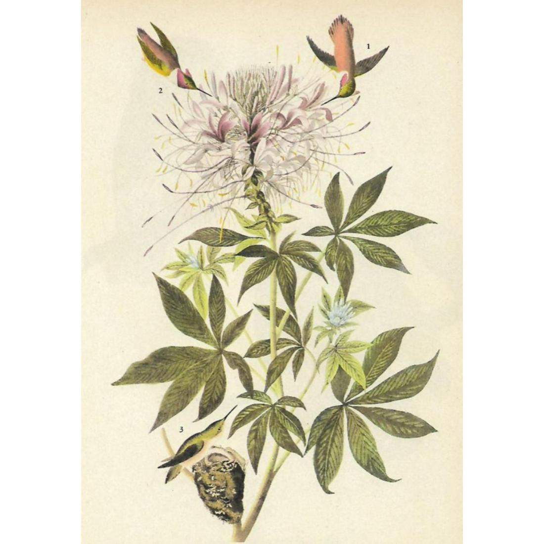 c1946 Audubon Print, #379 Rufus Hummingbird (1 of 2)