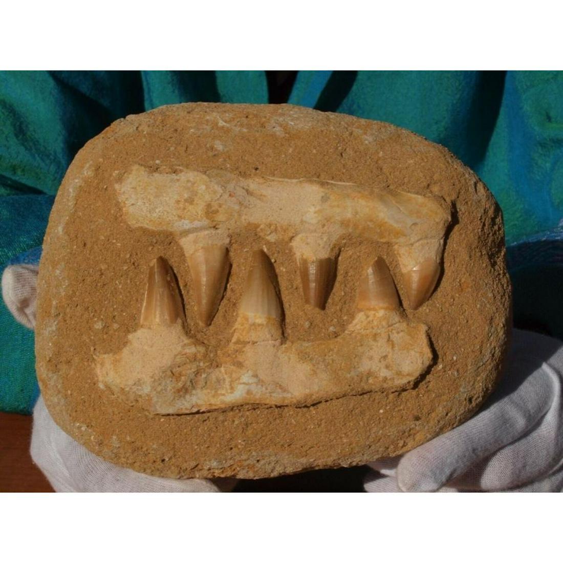 Large Size Prehistoric Mosasaur Dinosaur Jaw Section: Large Size Prehistoric Mosasaur Dinosaur Jaw Section with huge fossil teeth and full root matrix in the original jaw bone. Measures 7.0" inches. This is a rare full grown adult tooth and jaw section s