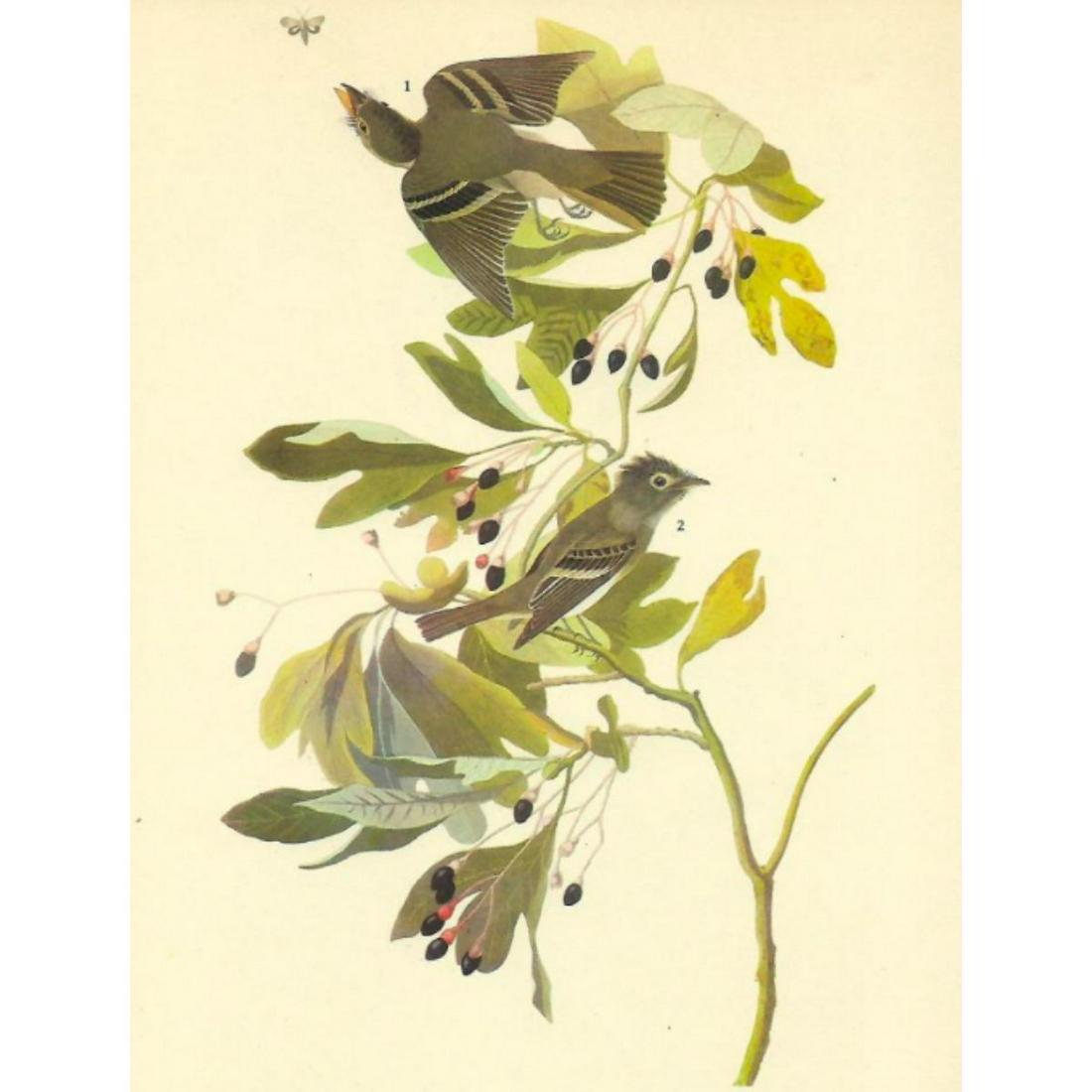 c1946 Audubon Print, #144 Arcadian Flycatcher (1 of 2)