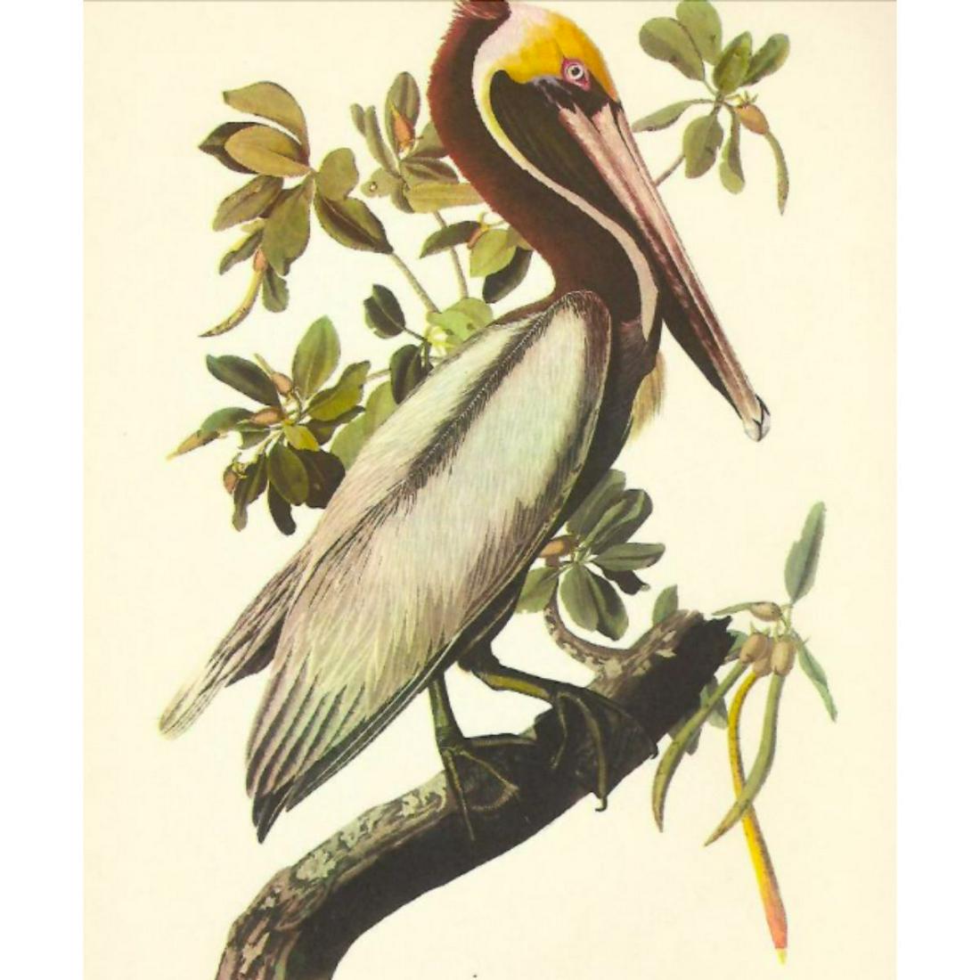 c1950 Audubon Print, Brown Pelican (1 of 2)