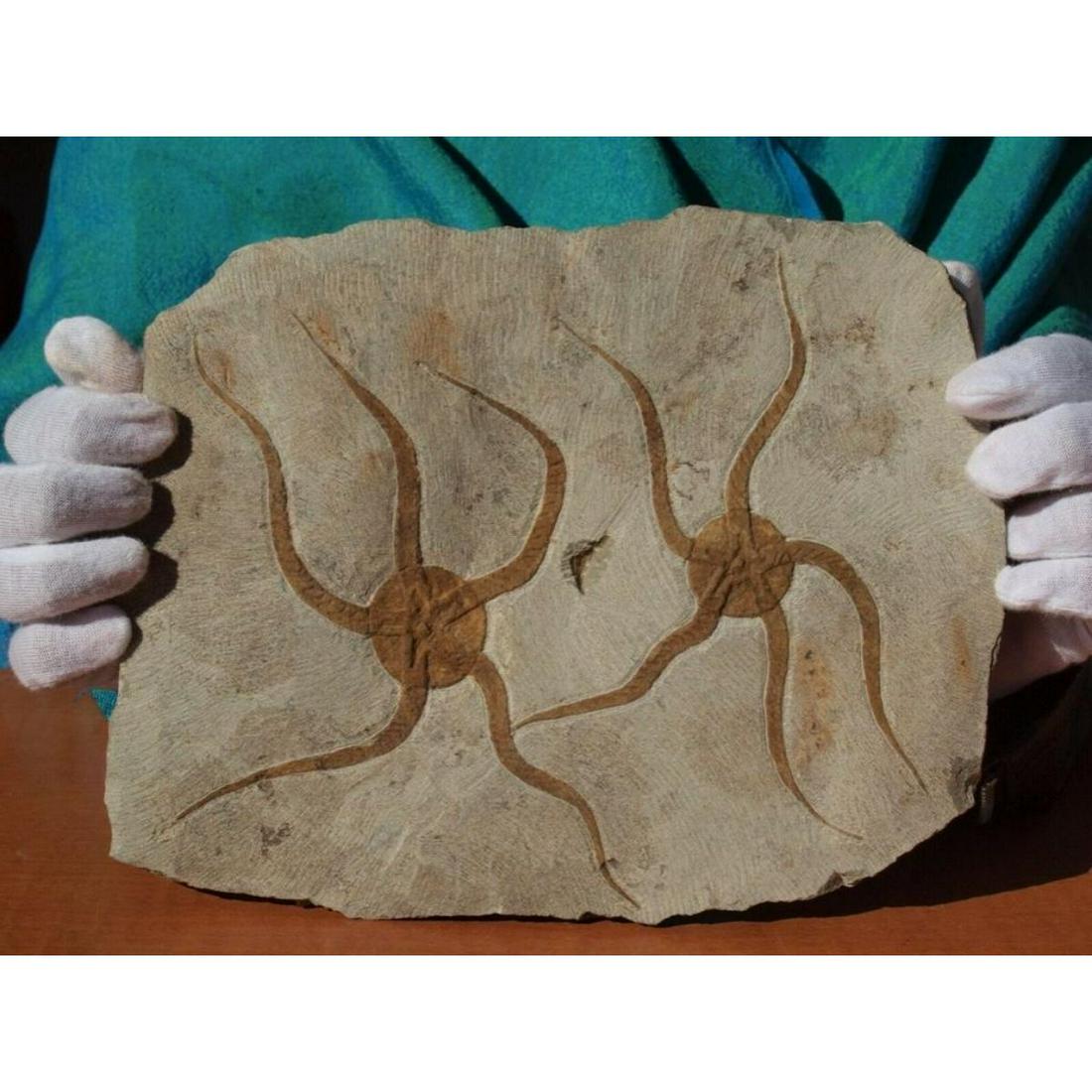 Prehistoric Starfish Fossils (1 of 3)