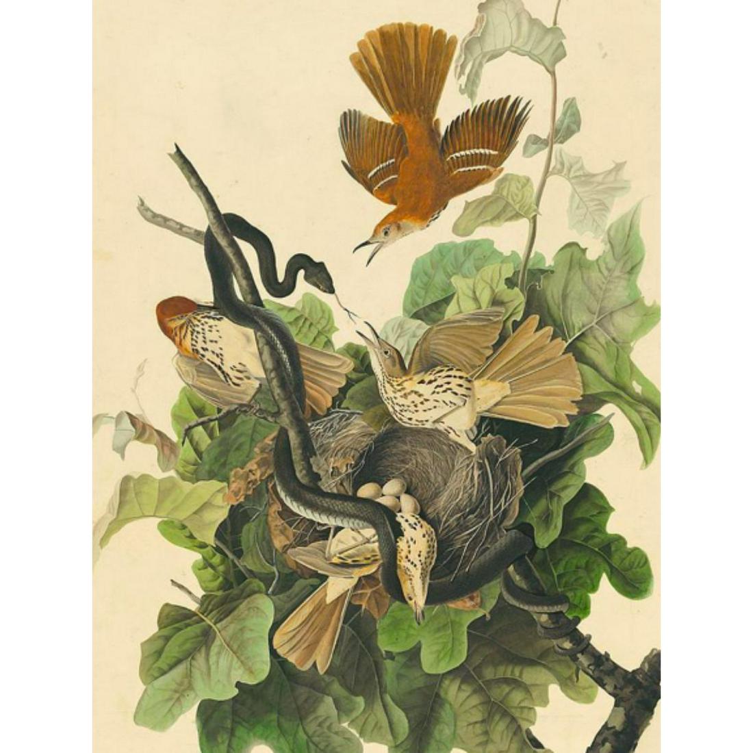 c1946 Audubon Print, #116 Brown Thrasher (1 of 2)