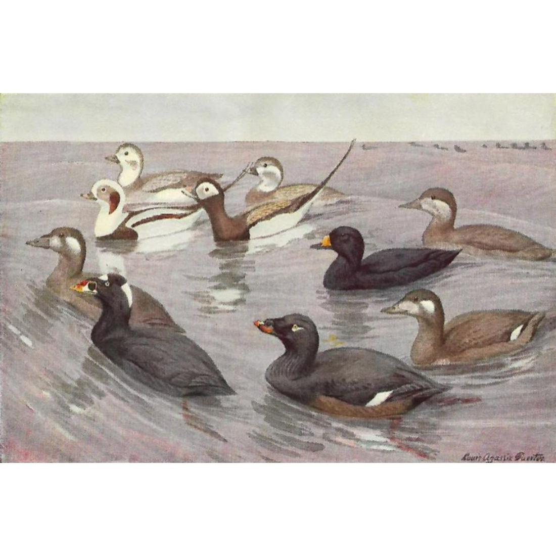 1936 Pearson Birds, #73 Scoters (1 of 2)