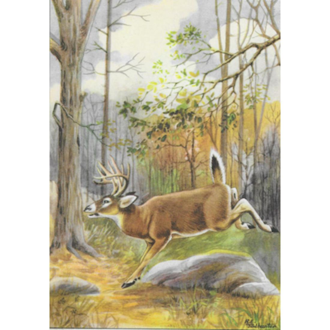 1920's Virginia Deer Color Lithograph Print (1 of 2)