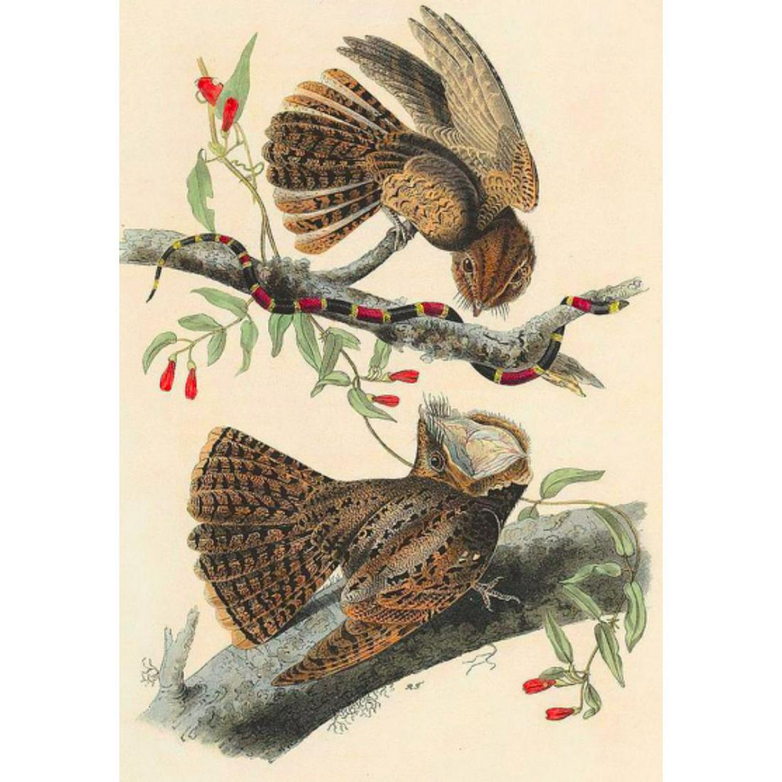 c1946 Audubon Print, #52 Chuck-Will's-Widow (1 of 2)