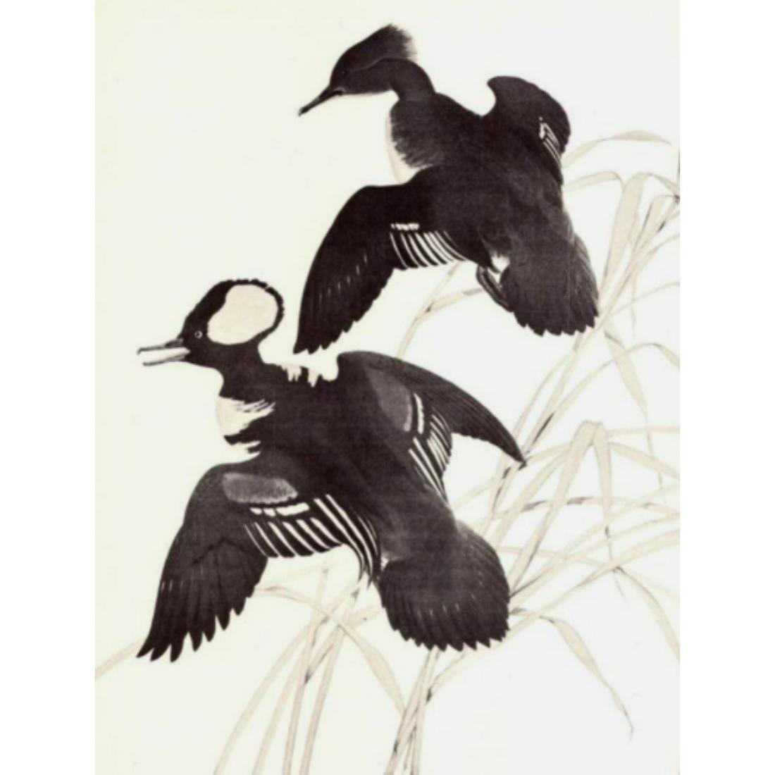 1950 Menaboni Print, Hooded Merganser (1 of 2)
