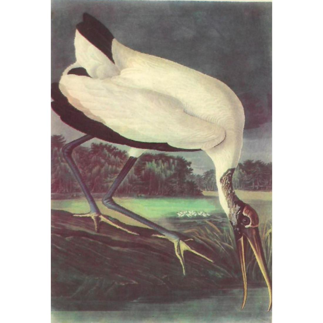 c1950 Audubon Print, Wood Ibis (1 of 2)