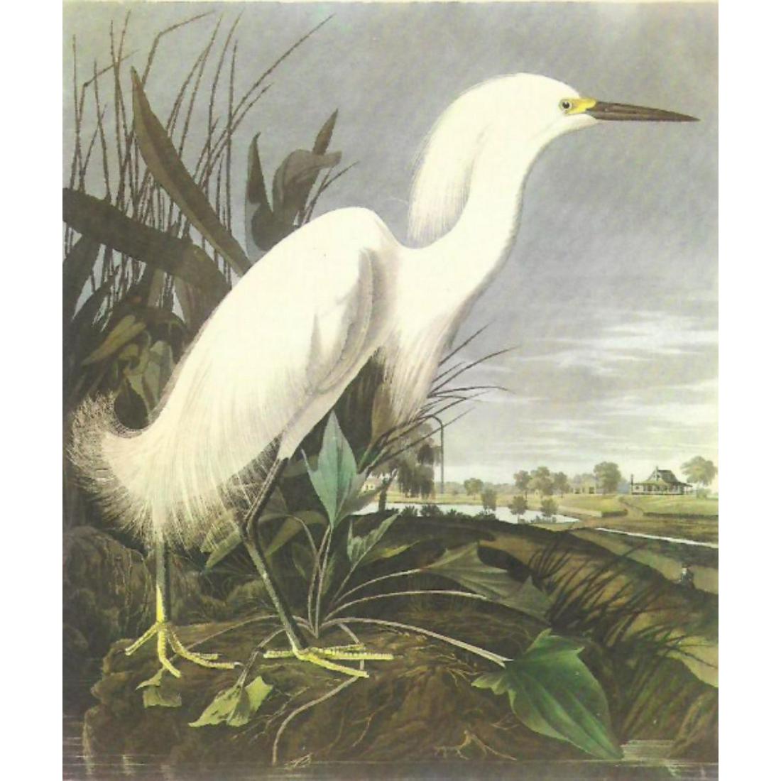 c1950 Audubon Print, Snowy Egret (1 of 2)