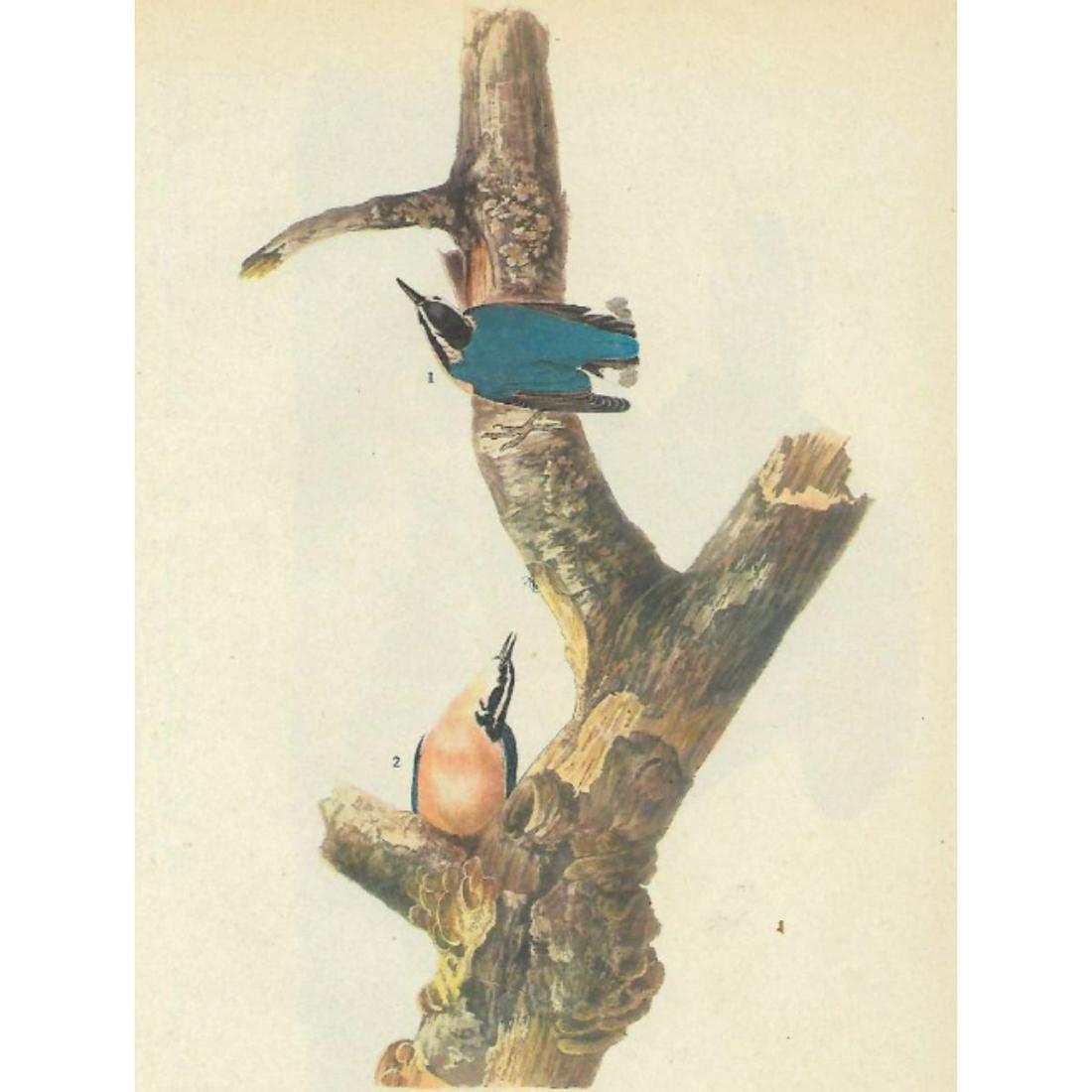 c1946 Audubon Print, #105 Red-Breasted Nuthatch (1 of 2)