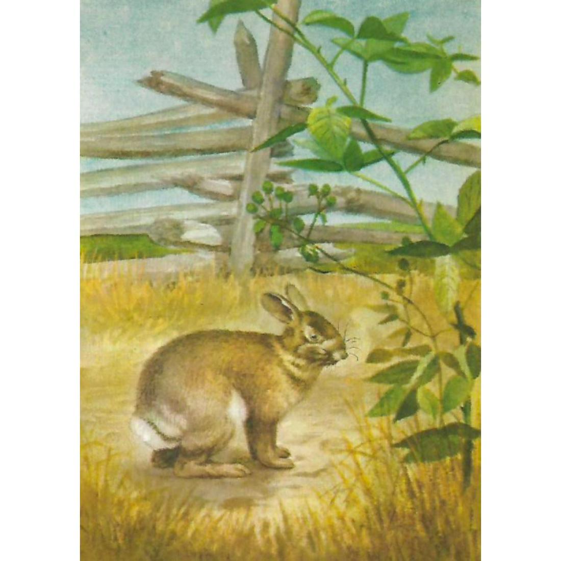 1920's Cottontail Rabbit Color Lithograph Print (1 of 2)