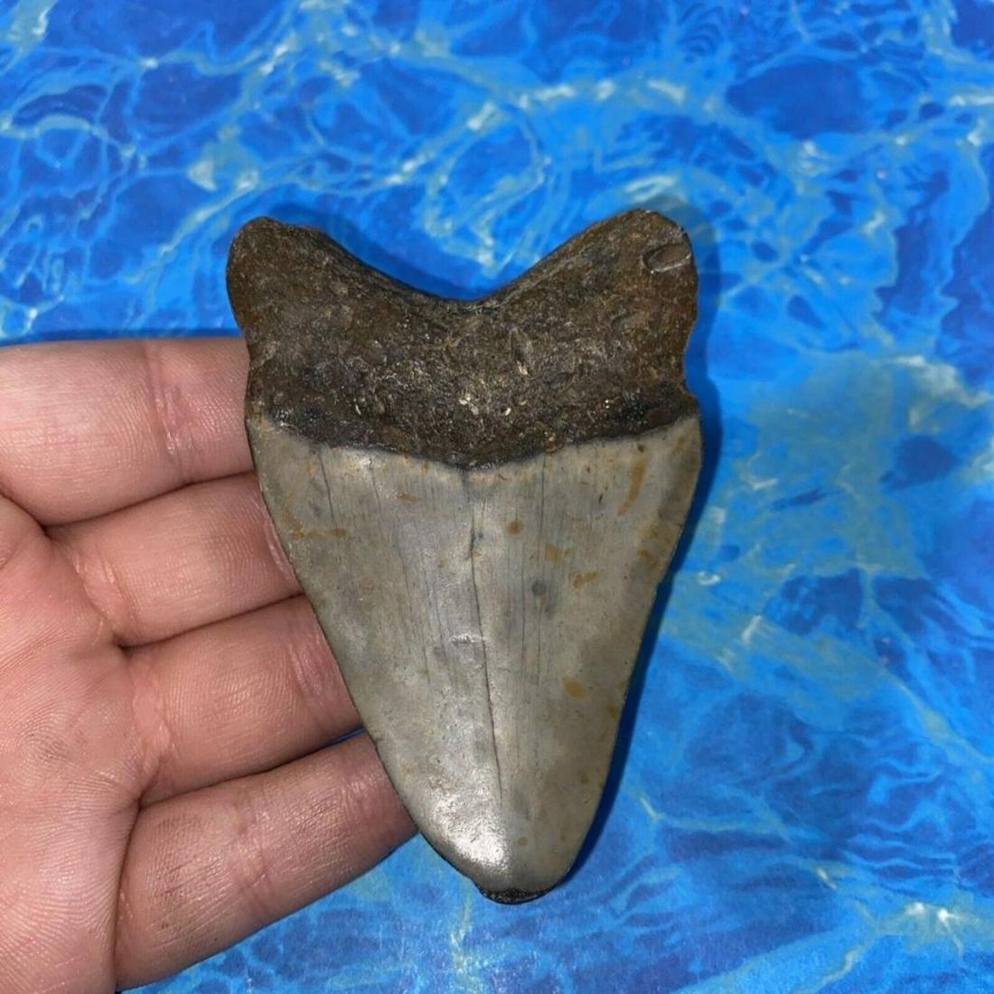 Prehistoric Megalodon Shark's Tooth Fossil: Prehistoric Megalodon Shark's Tooth Fossil, 3.38" L, diver direct specimen found while scuba diving off of the coast of Wilmington, North Carolina. No restorations or repairs, cleaned with vinegar and