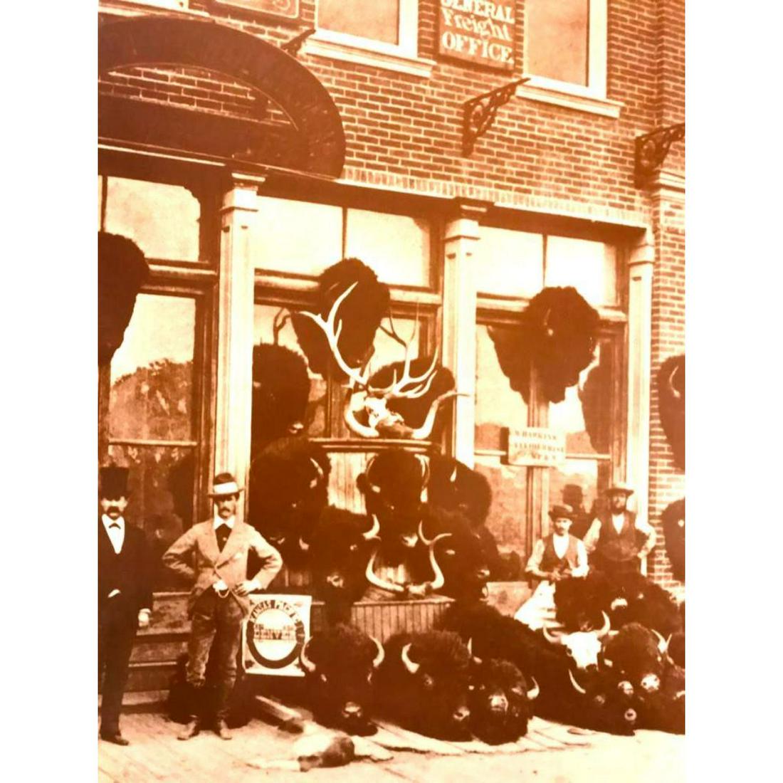 1870 Taxidermy, Buffalo Heads Photo Print (1 of 2)