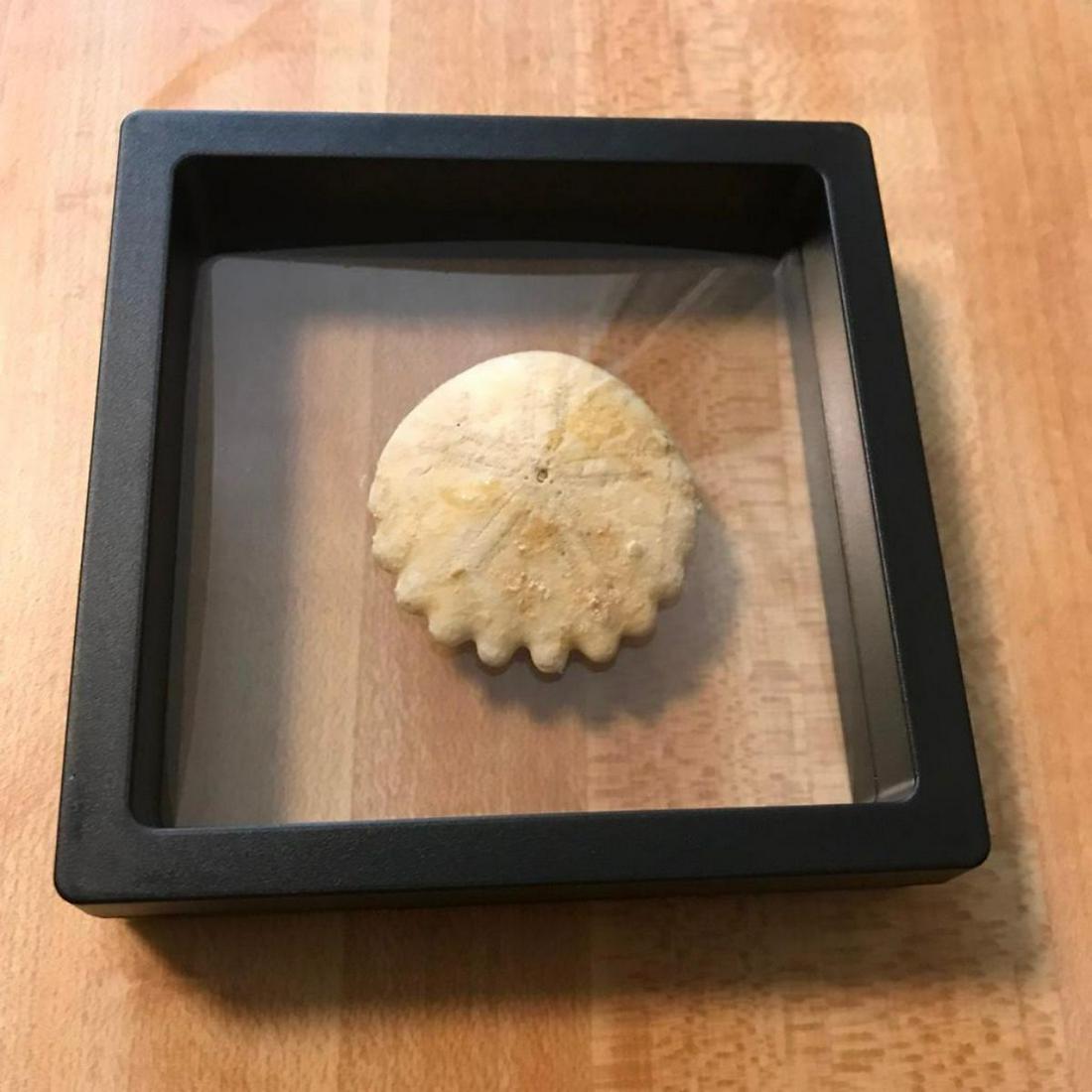 Rare 175 Million Year Old Sand Dollar Specimen (1 of 3)