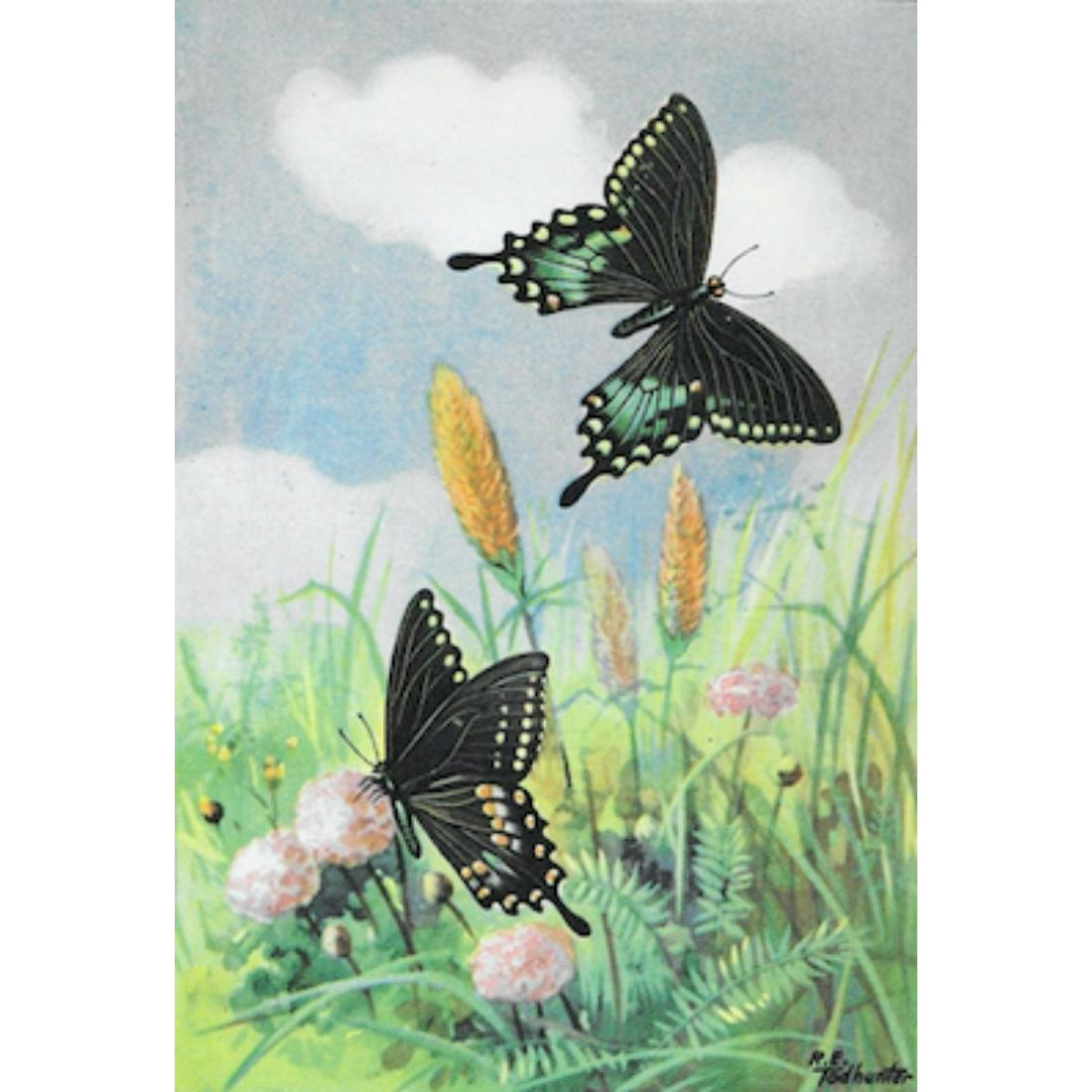 1920's Green-Clouded Swallowtail Butterfly Color Lithograph Print: Green-Clouded Swallowtail Butterfly color lithograph print, from a 1926 edition of The Nature Library, Butterflies by Clarence M. Weed. 5" X 8".