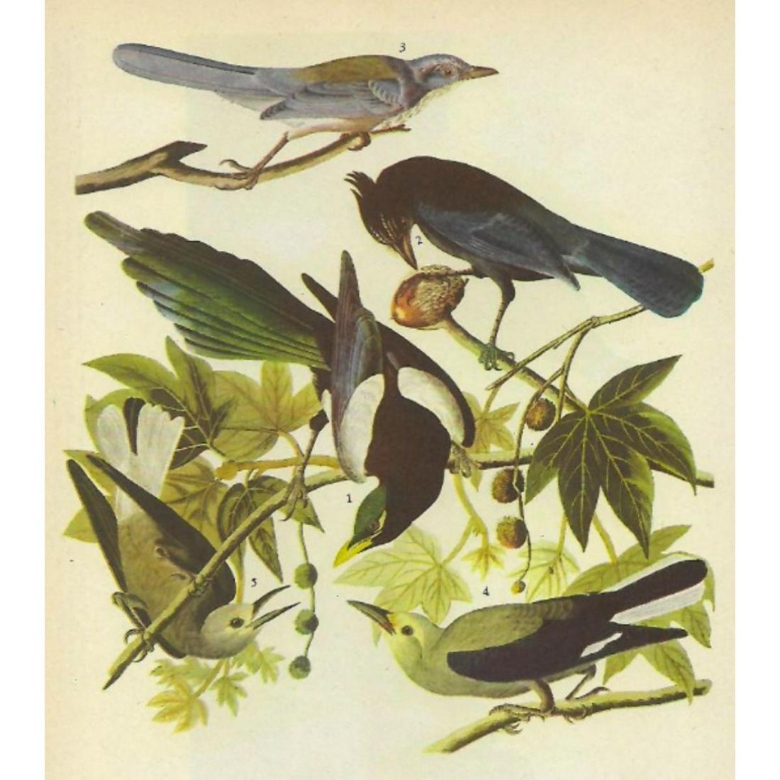 c1946 Audubon Print, #362 Four Western Corvids (1 of 2)