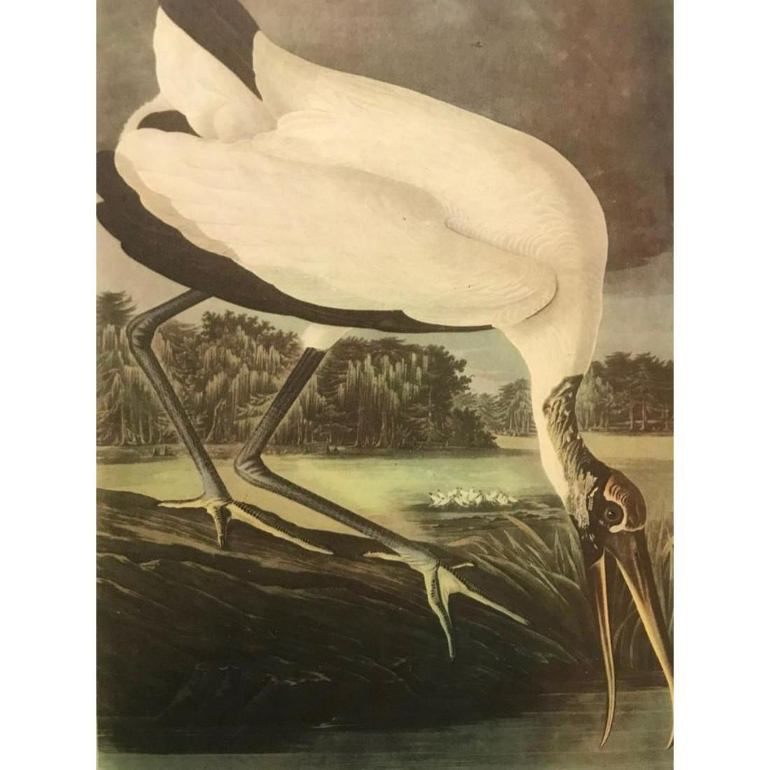 c1946 Audubon Print, #216 Wood Ibis (1 of 2)