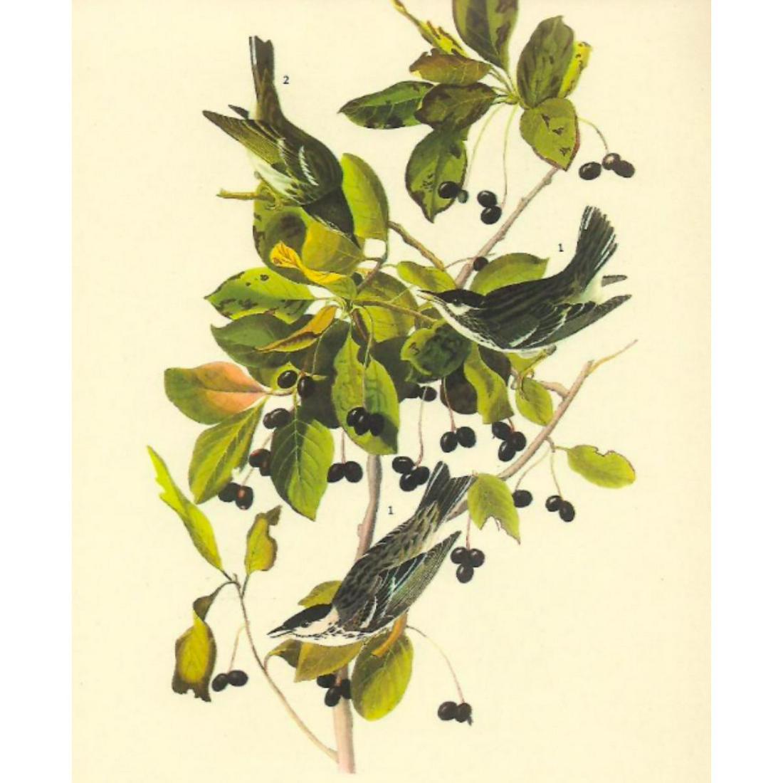 c1946 Audubon Print, #133 Black-Poll Warbler (1 of 2)