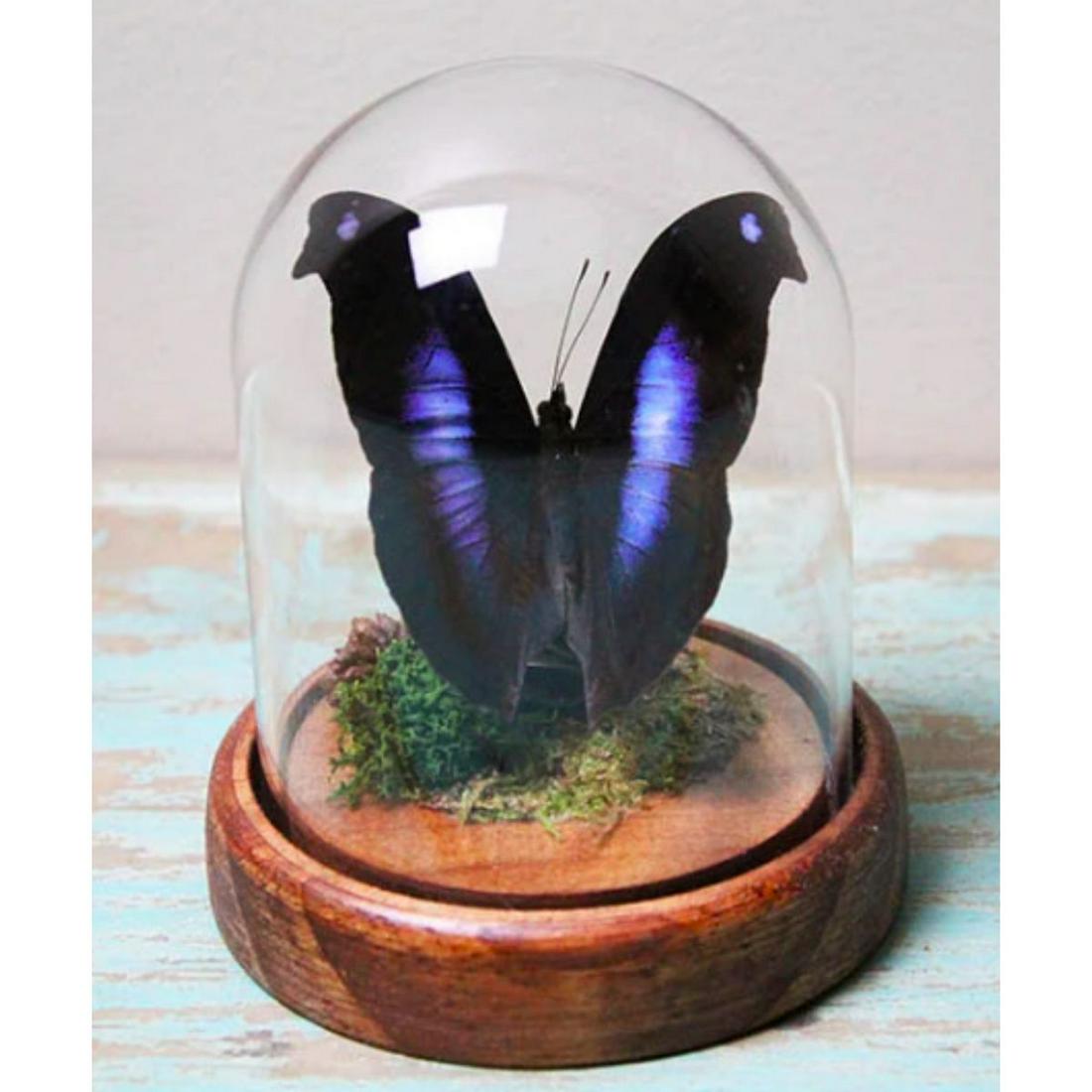 Rare Moonset Butterfly Taxidermy Dome (1 of 3)
