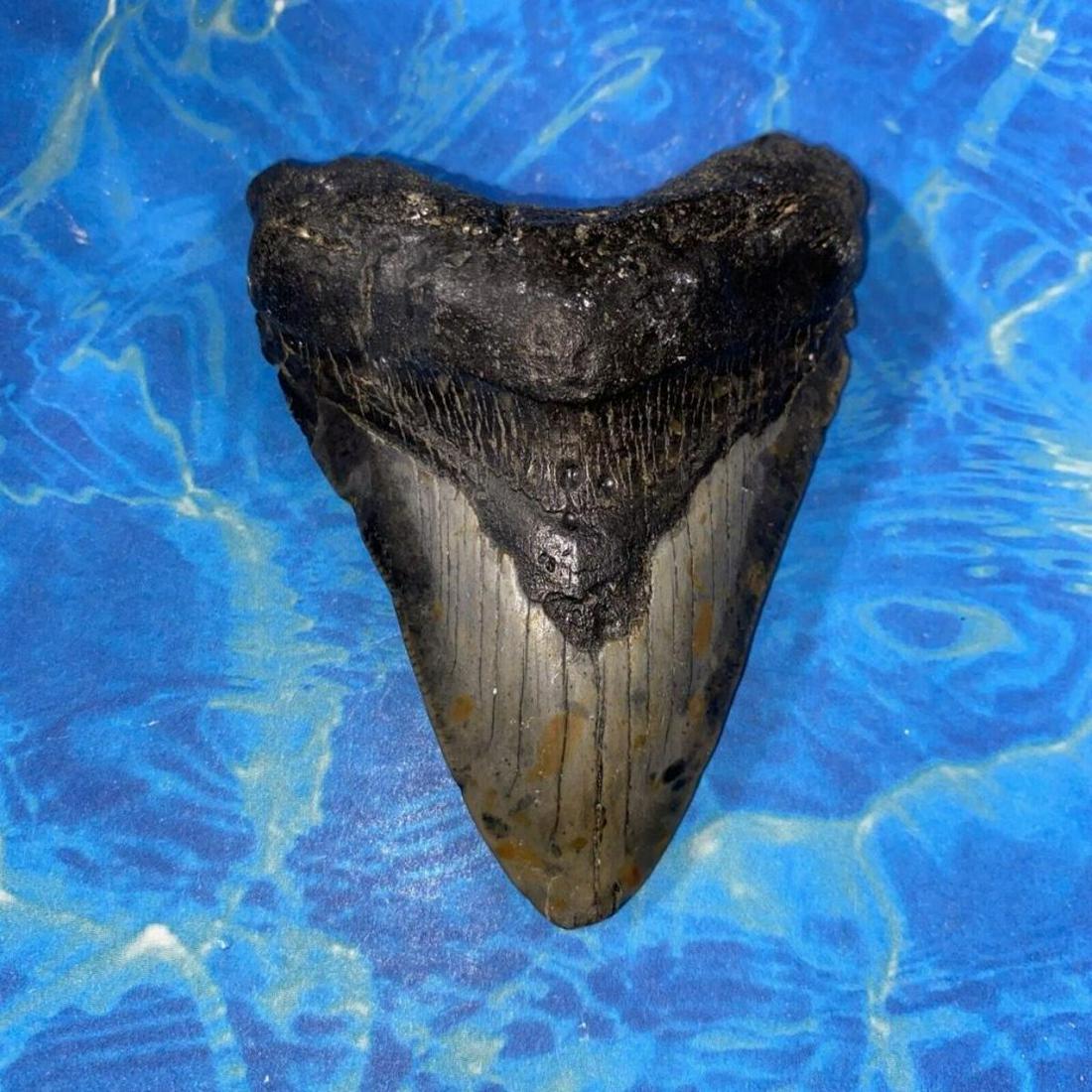 Prehistoric Megalodon Shark's Tooth Fossil: Prehistoric Megalodon Shark's Tooth fossil. Prehistoric Megalodon Shark's Tooth Fossil, 3.18" L, diver direct specimen found while scuba diving off of the coast of Wilmington, North Carolina. No resto