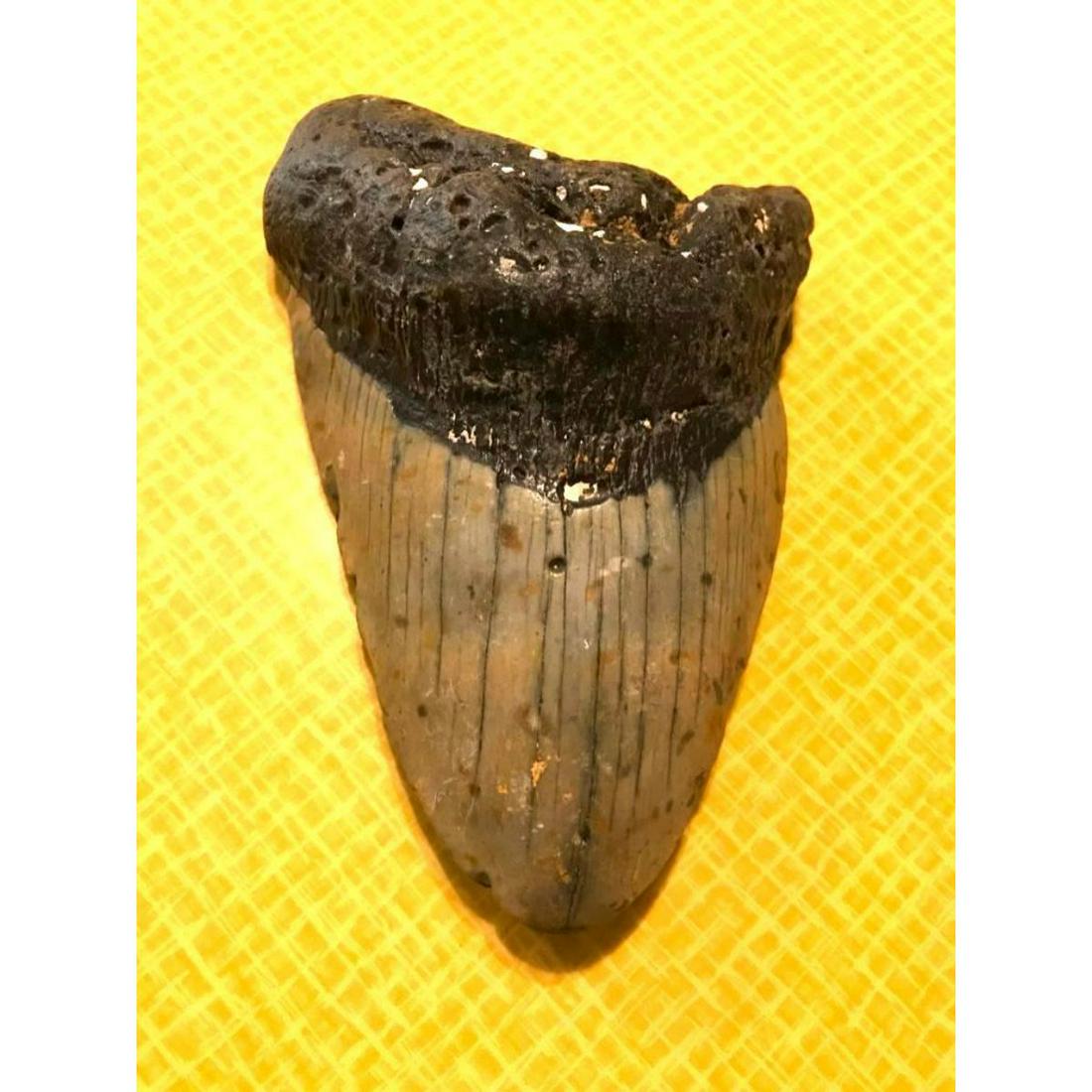Prehistoric Megalodon Shark's Tooth Fossil: Large Size ( 4.949" ) Prehistoric Fossil, Megalodon Shark's Tooth. Beautiful, unrestored condition, diver direct specimen. Found off the coast of Wilmington, North Carolina. These sharks went extinct