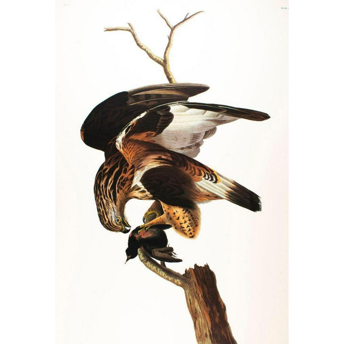 c1946 Audubon Print, #166 Rough-Legged Hawk: John James Audubon, book plate print, #166 Rough-Legged Hawk, taken from a 1946 edition of "The Birds Of America". 8 1/2" X 11 1/2". Comes with 11" X 14" mat.