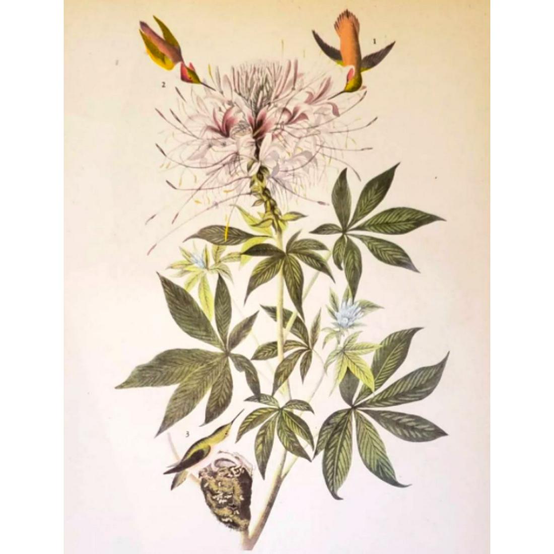 c1950 Audubon Print, Rufus Hummingbird: c1950 Audubon print, Rufus Hummingbird - vintage print, from the collection, " Audubon - Fifty Selections With Commentaries by Roger Tory Peterson". 9" X 12" print size. Comes with 11" X 14" mat board