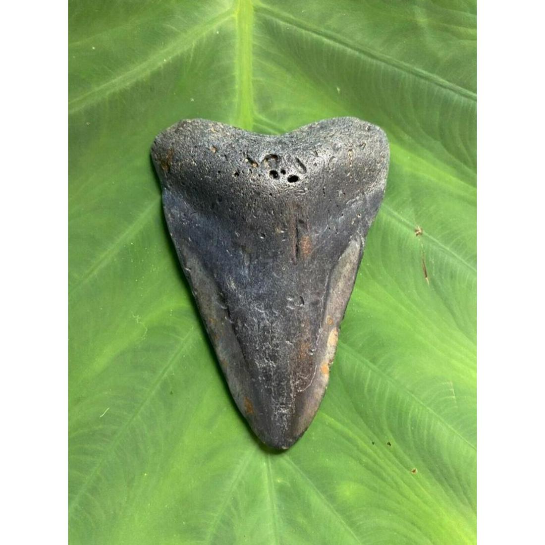 Large Size Prehistoric Megalodon Shark's Tooth Fossil: Large size, Prehistoric 4.307" specimen, Megalodon Shark's Tooth Fossil. Beautiful, natural, unrestored, diver direct specimen, found near Wilmington, North Carolina.
