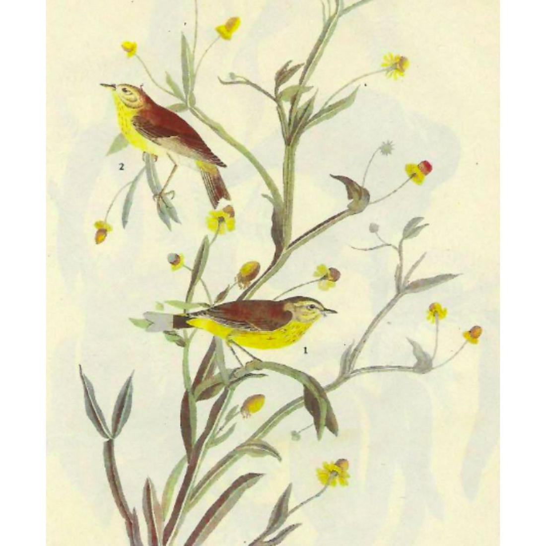 c1946 Audubon Print, #145 Yellow Palm Warbler: John James Audubon print, from a c1946 edition of The Birds of America. # 145 Yellow Palm Warbler book plate print. 8 1/2" X 11 1/2". Comes with 11" X 14" mat.