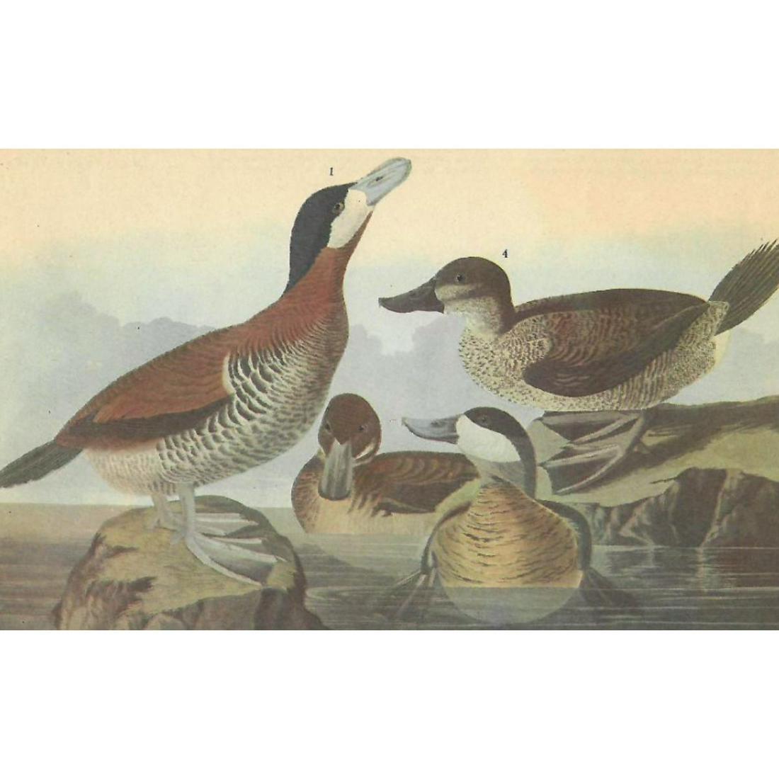 c1946 Audubon Print, #343 Ruddy Duck: John James Audubon, book plate print, # 343 Ruddy Duck, taken from a 1946 edition of "The Birds Of America". 8 1/2" X 11 1/2". Comes with 11" X 14" mat.