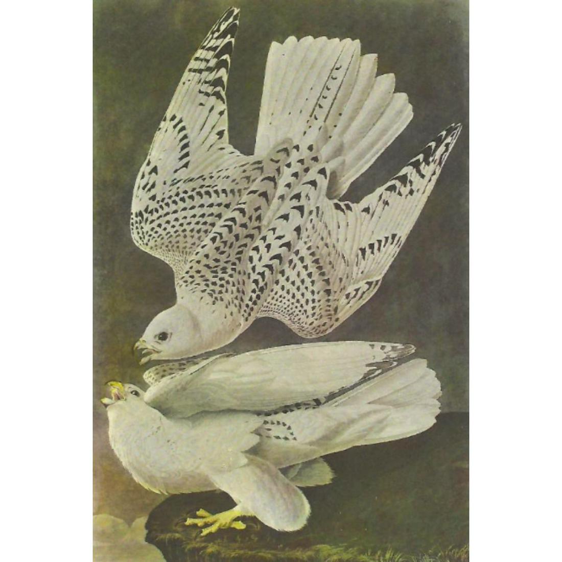 c1946 Audubon Print, #366 Gyrfalcon: John James Audubon, book plate print, # 366 Gyrfalcon, taken from a 1946 edition of "The Birds Of America." 8 1/2" X 11". Comes with 11" X 14" mat.