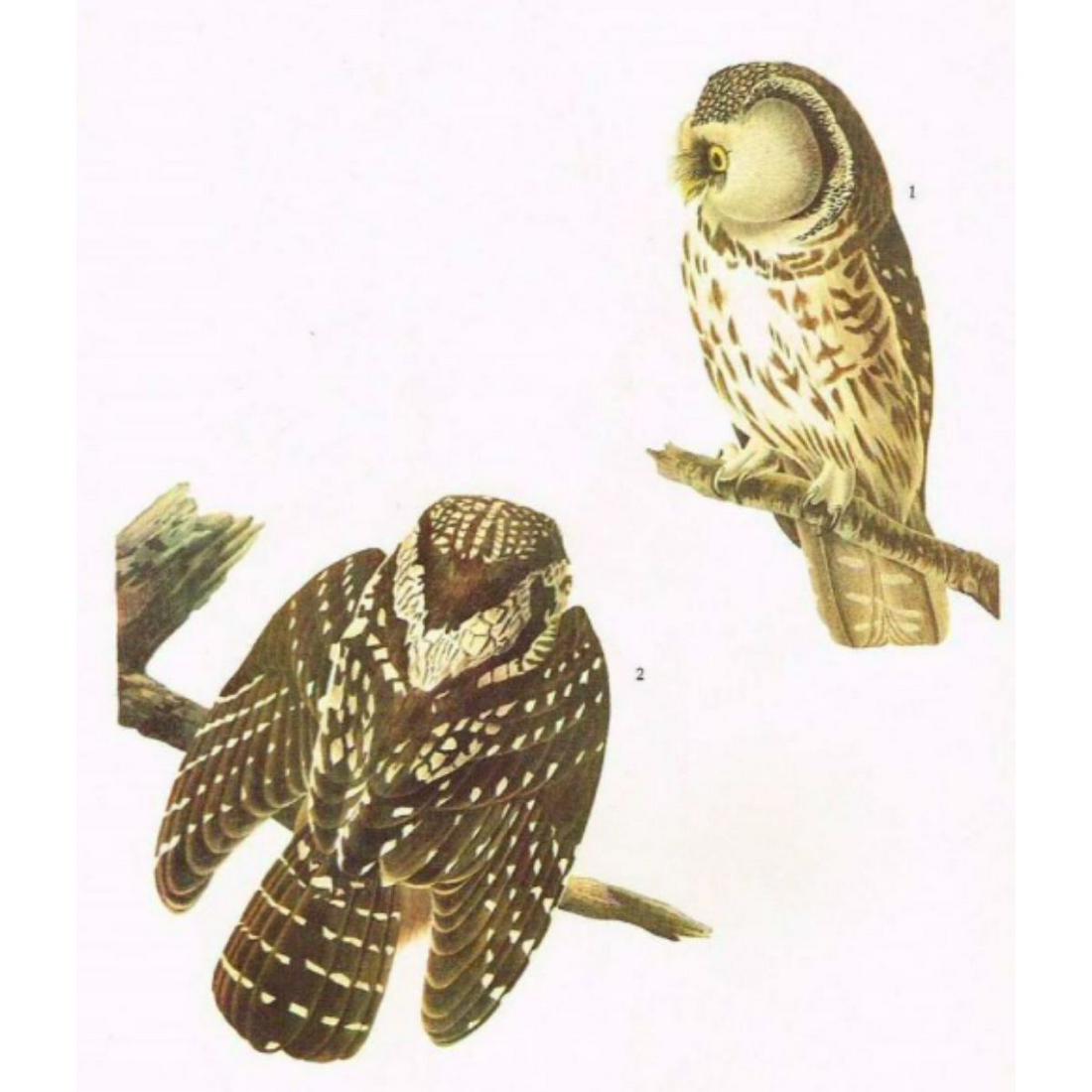 c1946 Audubon Print, #380 Richardson's Owl: John James Audubon, book plate print, # 380 Richardson's Owl, taken from a 1946 edition of "The Birds Of America". 8 1/2" X 11 1/2". Comes with 11" X 14" mat.