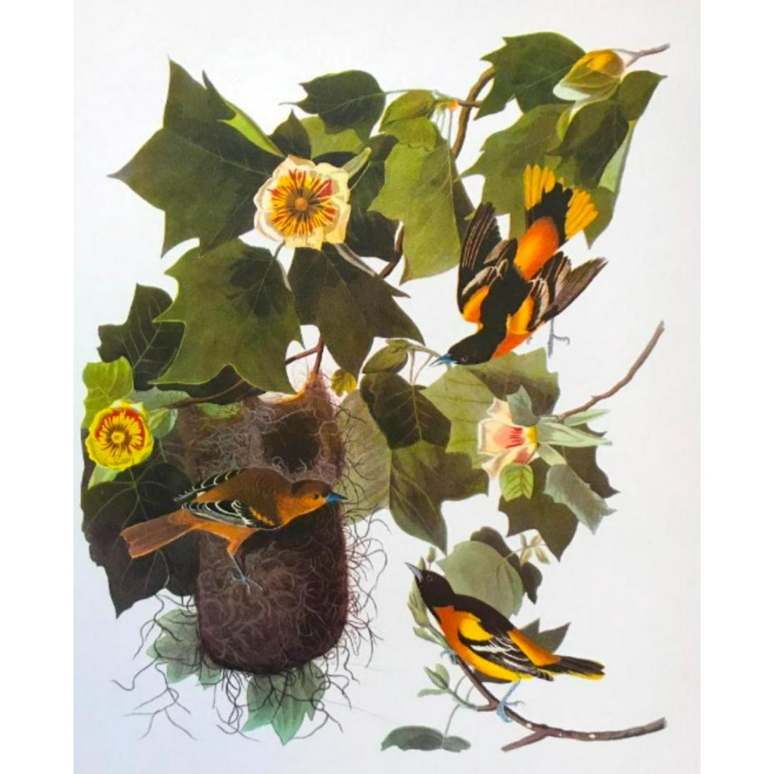 c1950 Audubon Print, Baltimore Oriole: Vintage c1950 print, from the collection, "Audubon - Fifty Selections with commentaries by Roger Tory Peterson". Baltimore Oriole. 9" X 12". Comes with mat board.