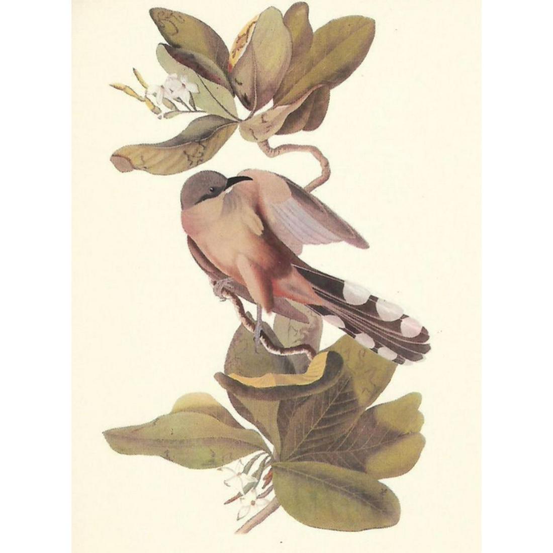 c1950 Audubon Print, Mangrove Cuckoo: c1950 Audubon print, Mangrove Cuckoo- vintage print, from the collection, " Audubon - Fifty Selections With Commentaries by Roger Tory Peterson". 9" X 12" print size. Comes with 11" X 14" mat board.