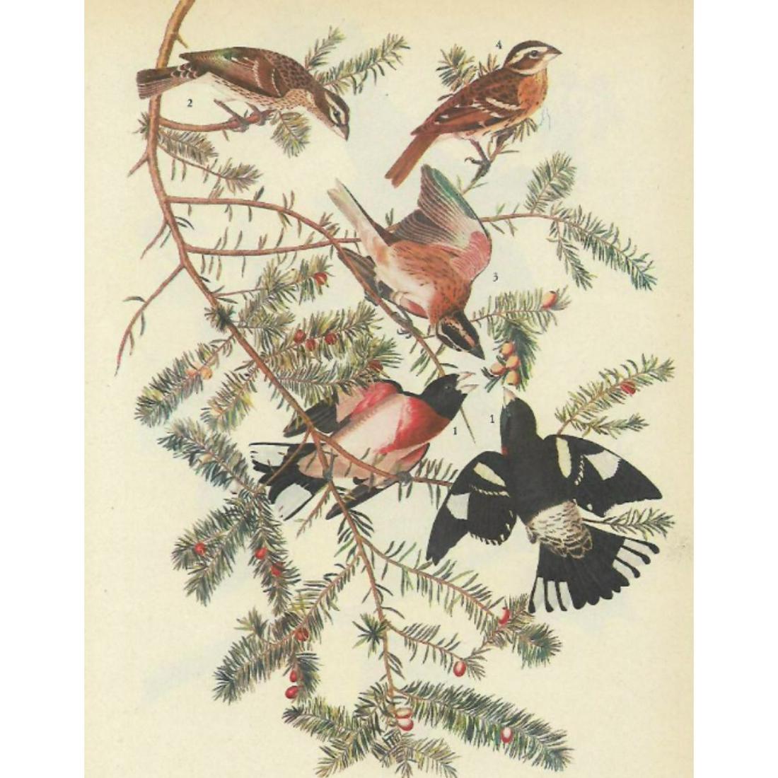 c1946 Audubon Print, #127 Rose-Breasted Grosbeak (1 of 2)