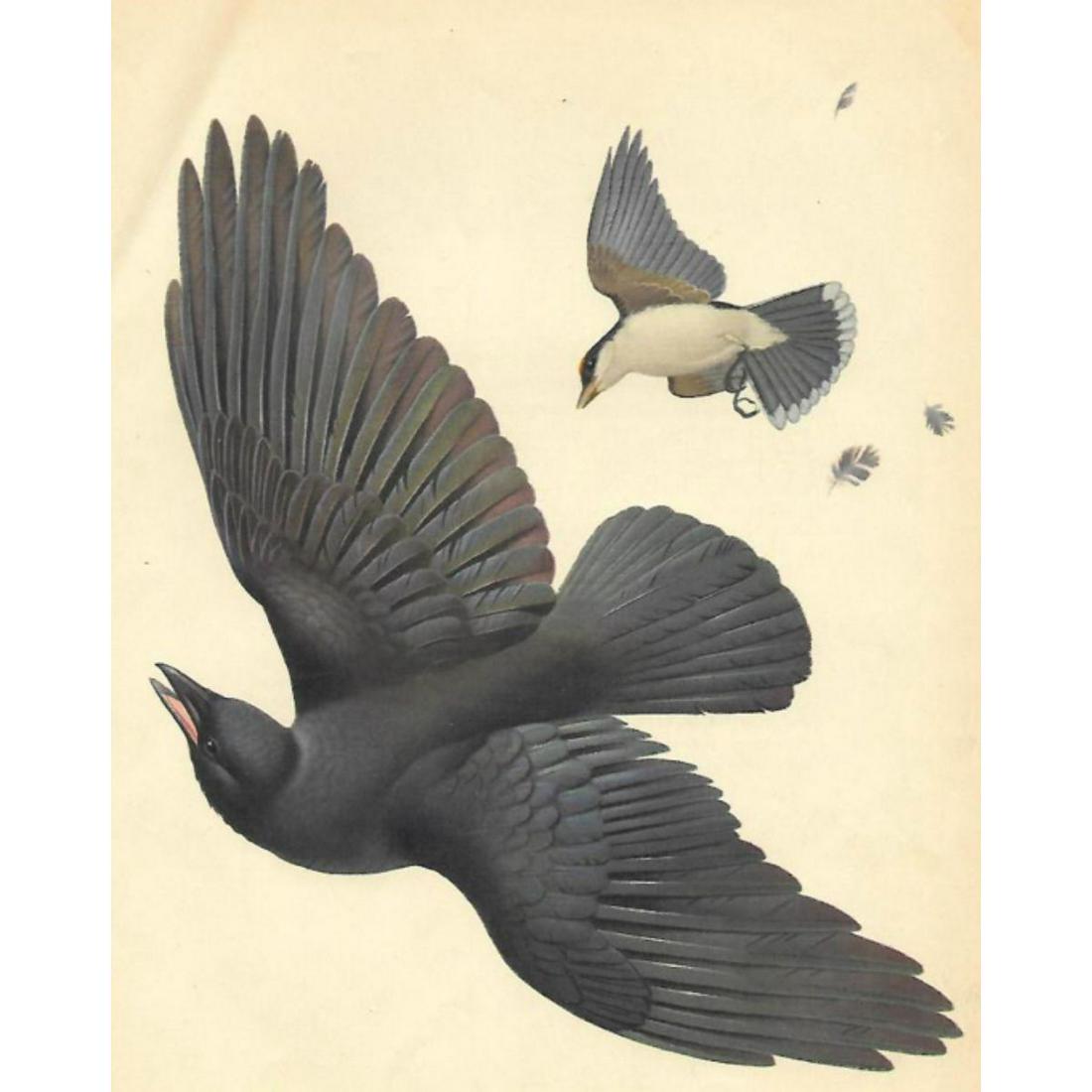 Vintage 1950 Menaboni Bird Print, Eastern Crow, Eastern Kingbird (1 of 2)