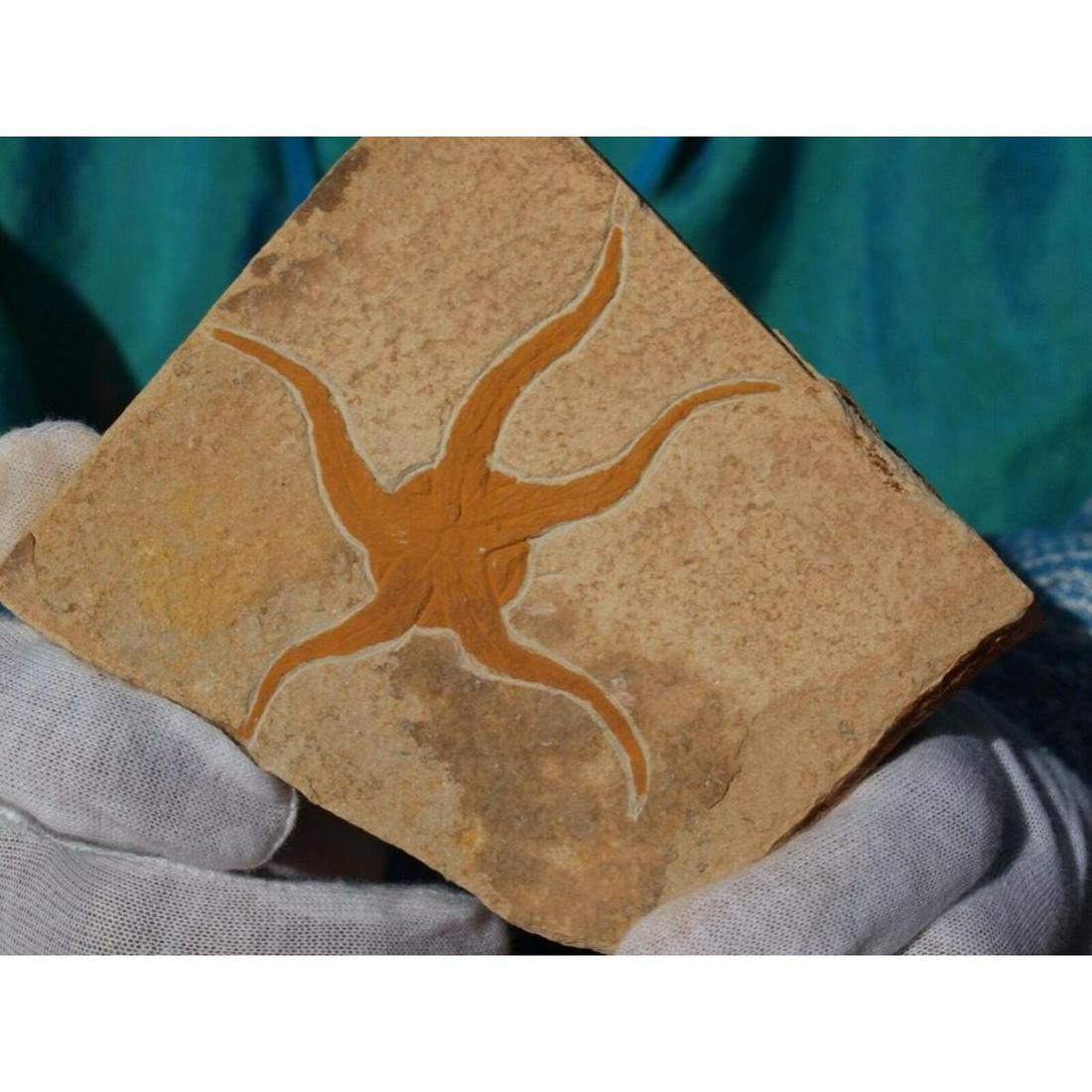 Large Prehistoric Starfish Fossil (1 of 2)