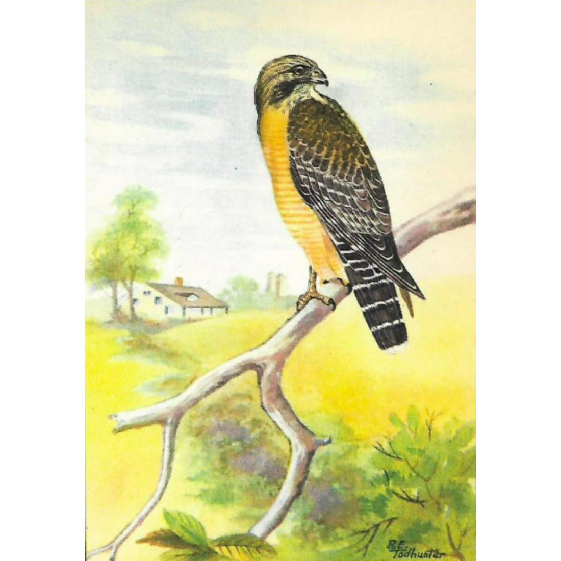 1920's Red-Shouldered Hawk Color Lithograph Print (1 of 2)