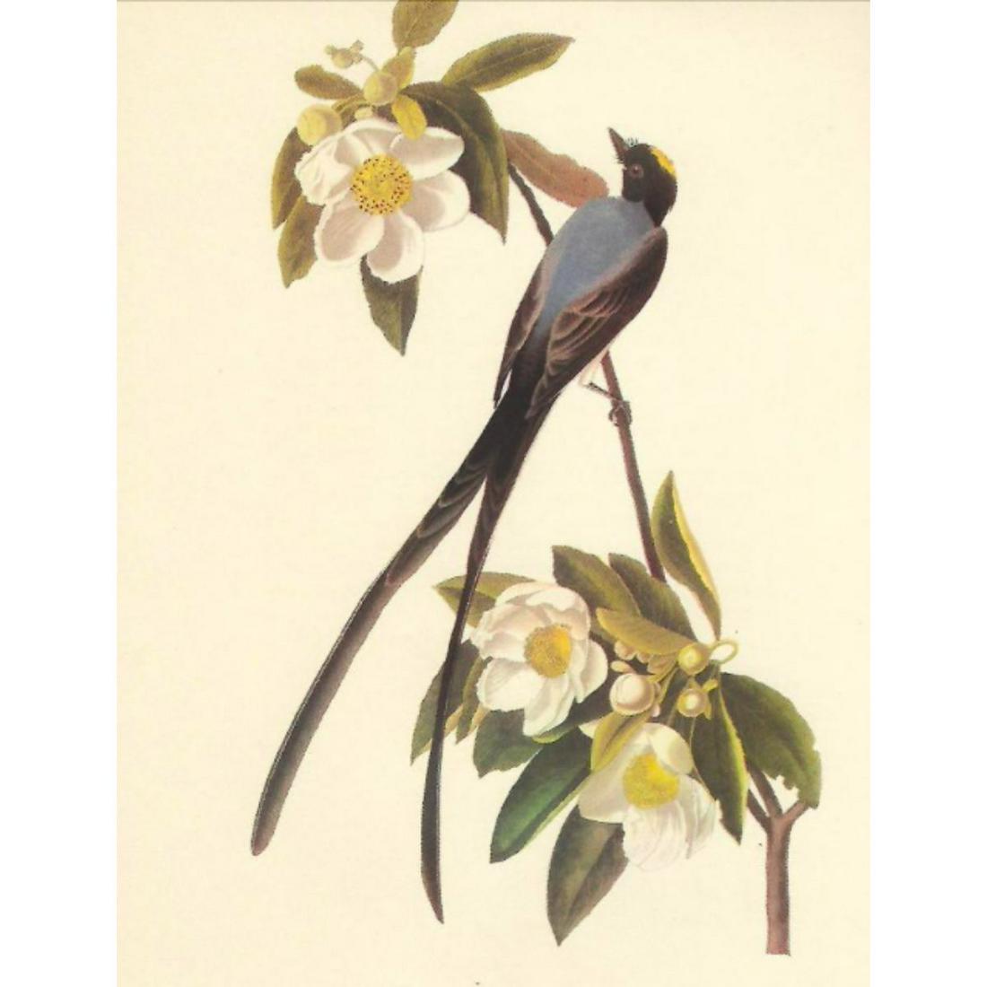 c1950 Audubon Print, Fork-Tailed Flycatcher (1 of 2)