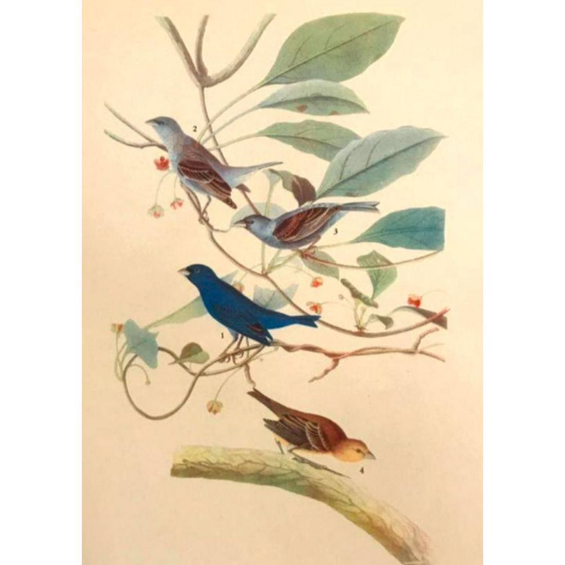 c1946 Audubon Print, #76 Indigo Bunting (1 of 2)