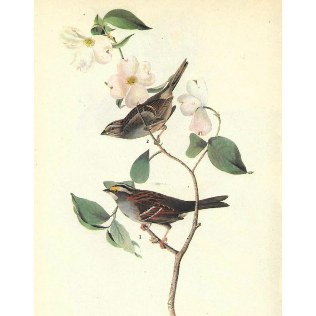 Audubon Book Plate Print, #8 White-throated Sparrow (1 of 2)