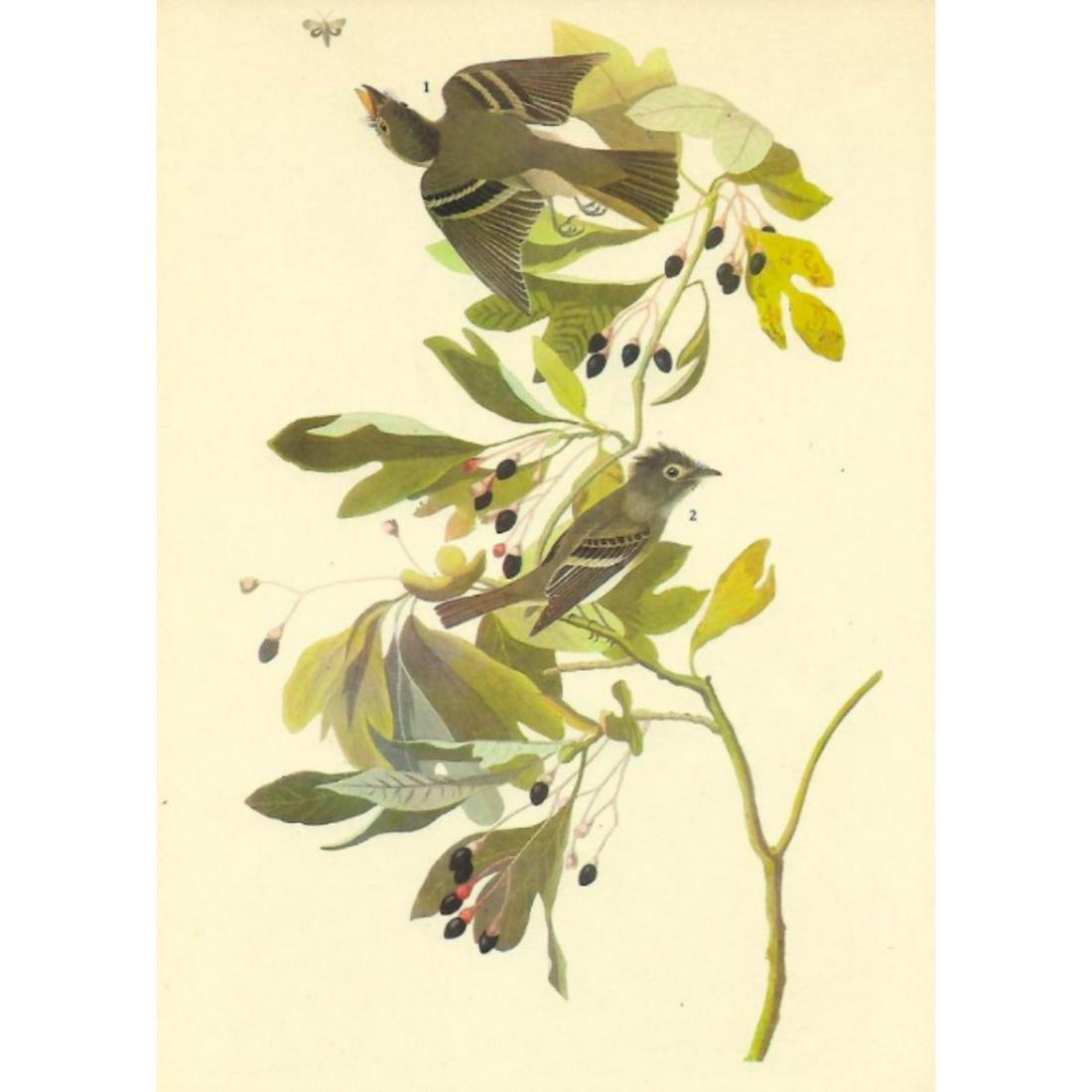 c1946 Audubon Print, #144 Arcadian Flycatcher: John James Audubon print, from a c1946 edition of The Birds of America. # 144 Arcadian Flycatcher book plate print. 8 1/2" X 11 1/2". Comes with 11" X 14" mat.