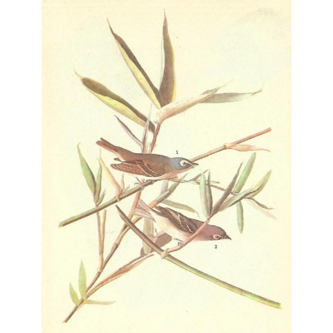 c1946 Audubon Print, #28 Blue-headed Vireo: John James Audubon, book plate print, # 28 Blue-headed Vireo, taken from a 1946 edition of "The Birds Of America". 8 1/2" X 11 1/2". Comes with 11" X 14" mat.