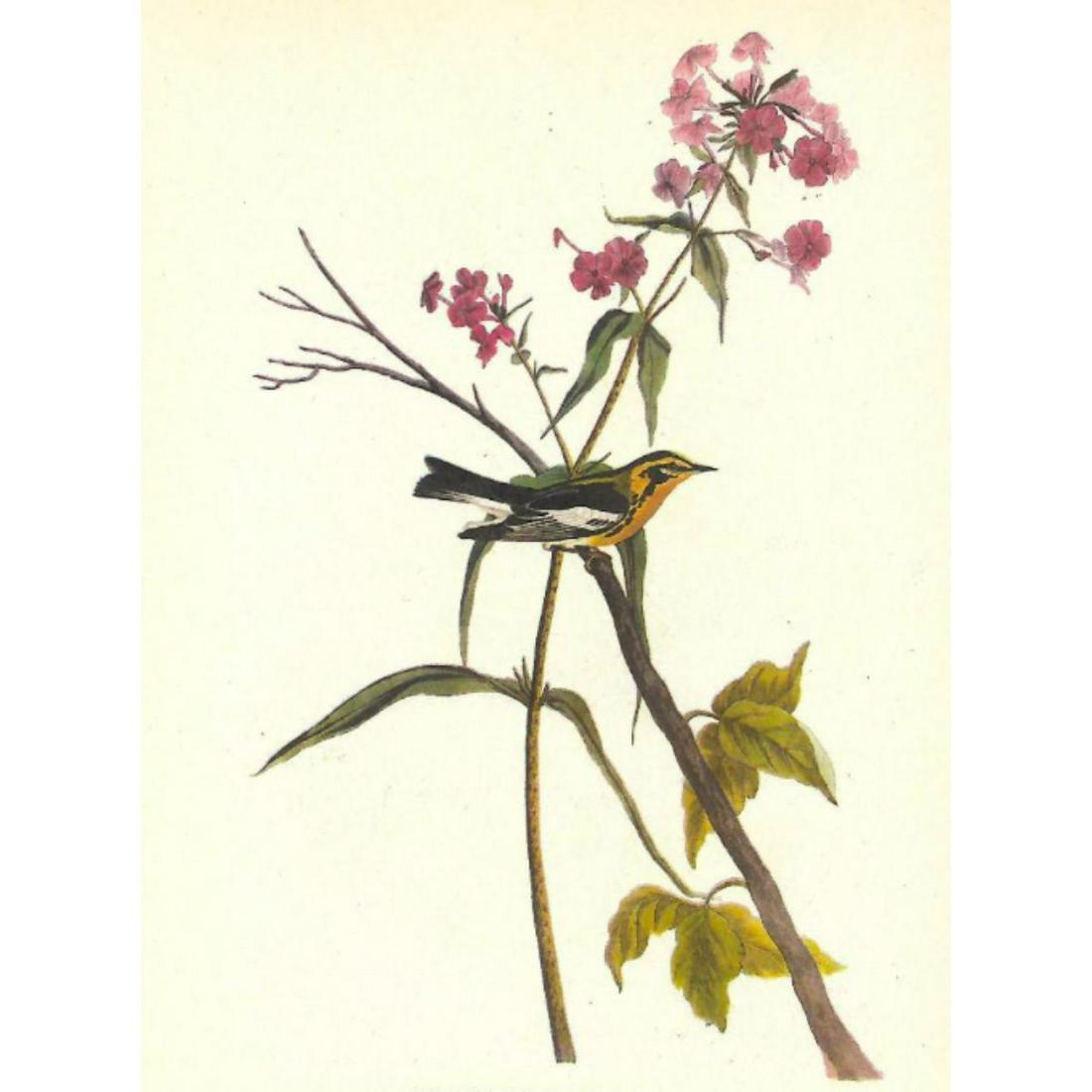c1946 Audubon Print, #135 Blackburnian Warbler (1 of 2)