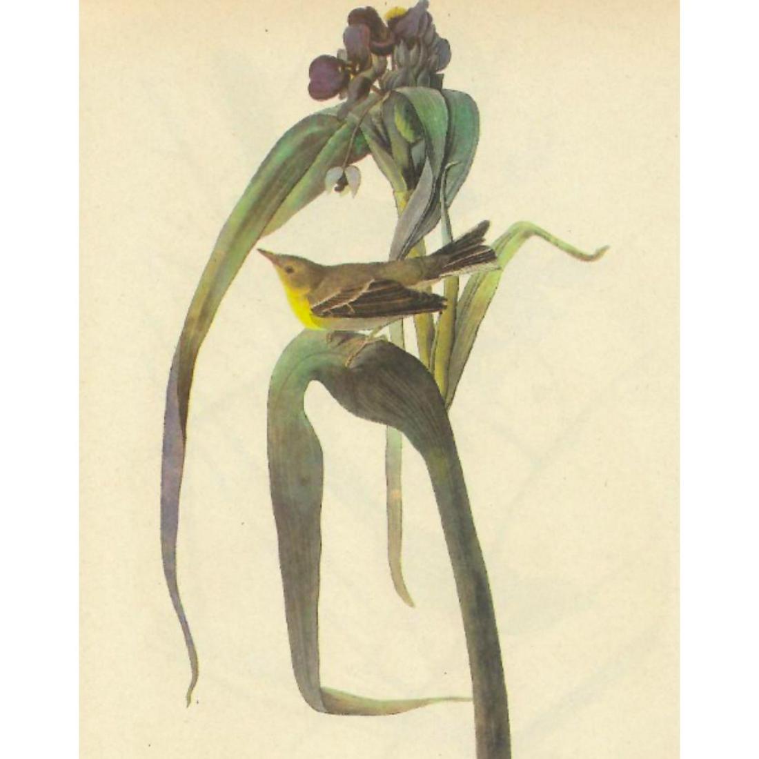 c1946 Audubon Print, #30 Pine Warbler: John James Audubon, book plate print, #30 Pine Warbler, taken from a 1946 edition of "The Birds Of America." 8 1/2" X 11". Comes with 11" X 14" mat.