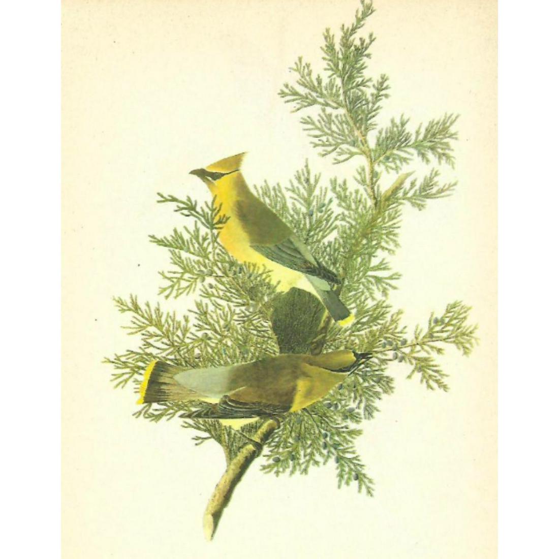 c1946 Audubon Print, #43 Cedar Waxwing: John James Audubon, book plate print, # 43Cedar Waxwing, taken from a 1946 edition of "The Birds Of America". 8 1/2" X 11 1/2". Comes with 11" X 14" mat.