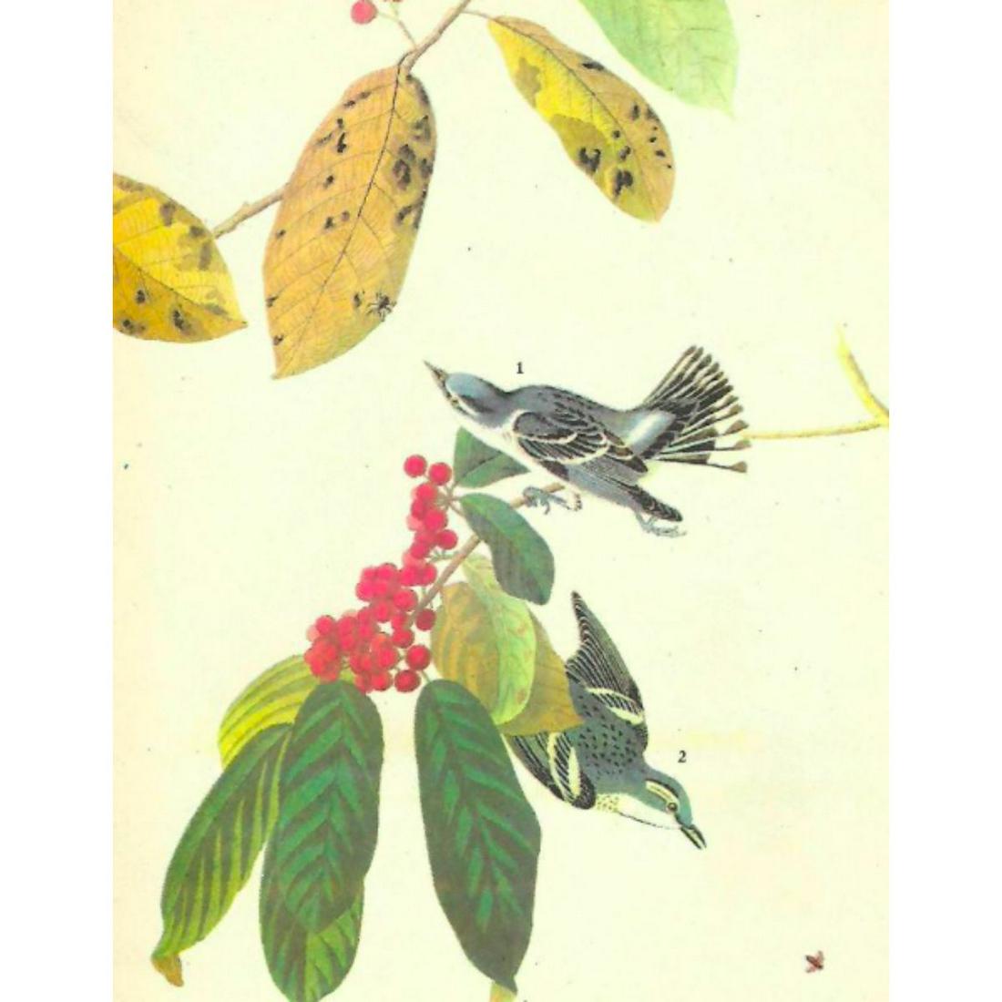 c1946 Audubon Print, #48 Cerulean Warbler: John James Audubon, book plate print, #48 Cerulean Warbler, taken from a 1946 edition of "The Birds Of America". 8 1/2" X 11 1/2". Comes with 11" X 14" mat for framing.