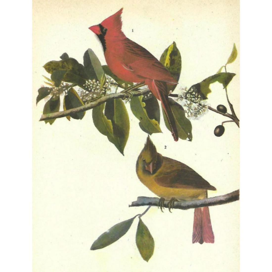 c1946 Audubon Print, #159 Cardinal: John James Audubon, book plate print, # 159 Cardinal, taken from a 1946 edition of